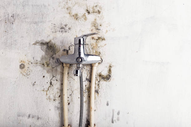 Best Best Mold Removal Companies  in Santa Barbara, CA