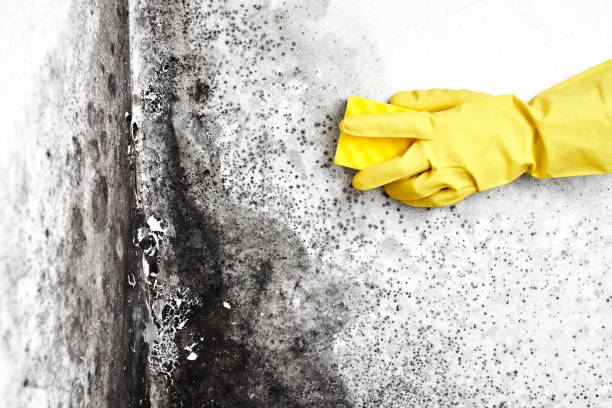 Best Mold Damage Repair  in Santa Barbara, CA