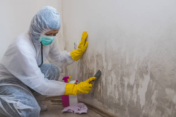 Best Residential Mold Removal  in Santa Barbara, CA