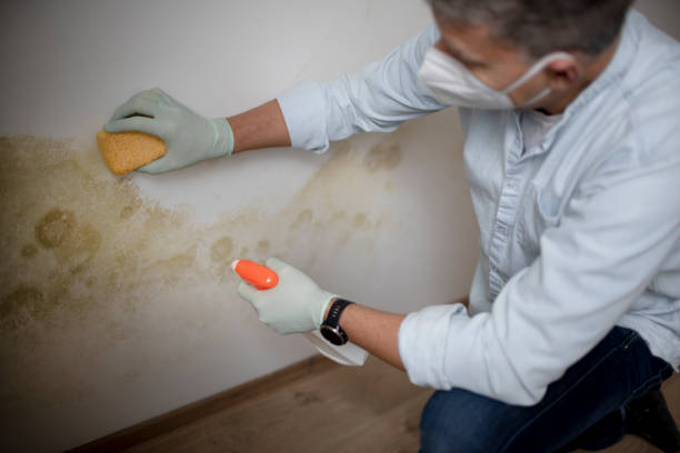 Best Black Mold Removal  in Santa Barbara, CA