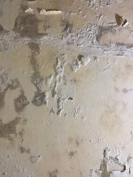 Professional Mold Removal in Santa Barbara, CA