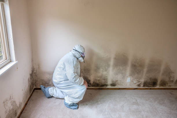 Crawl Space Mold Removal in Santa Barbara, CA