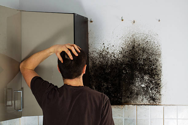 Best Local Mold Removal Service  in Santa Barbara, CA