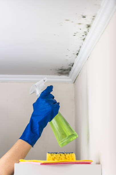 Mold Removal and Inspection in Santa Barbara, CA